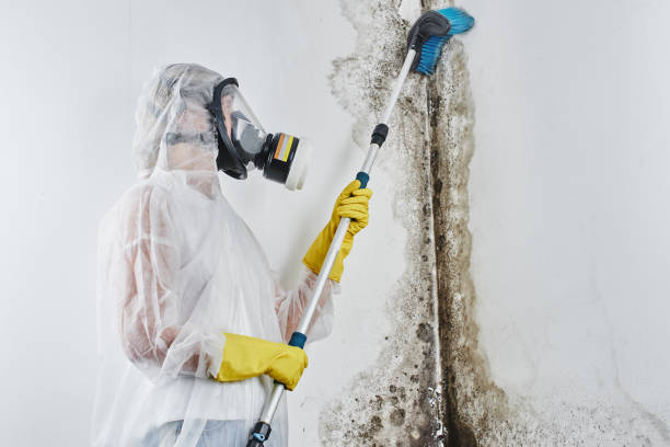 Best Home Mold Removal  in Ama, LA