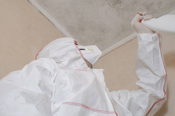 Best Local Mold Removal Service  in Ama, LA