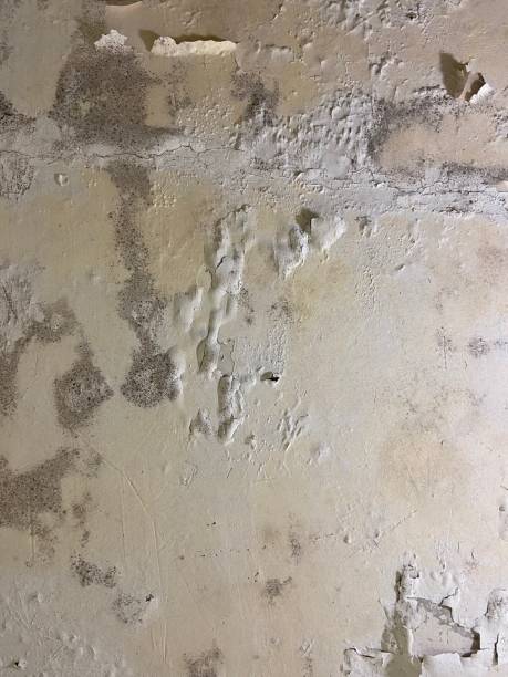Best Mold Removal Company Near Me  in Ama, LA