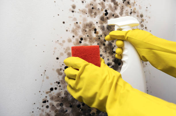 Best Mold Remediation  in Ama, LA