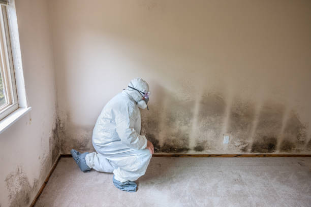 Best Best Mold Removal Companies  in Ama, LA