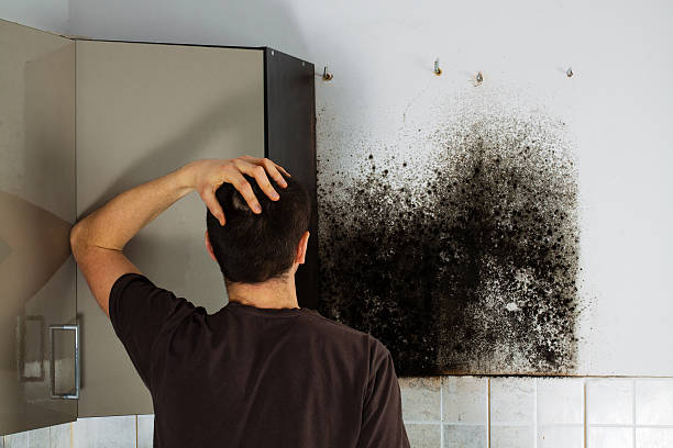 Mold Testing and Removal in Ama, LA