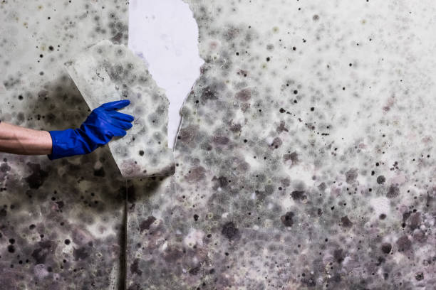Best Mold Testing  in Ama, LA