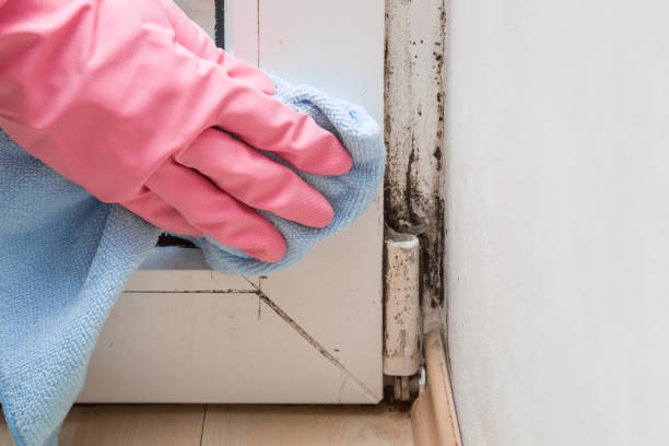 Mold Removal and Inspection in Ama, LA