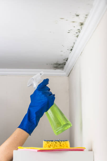 Best Attic Mold Removal  in Ama, LA