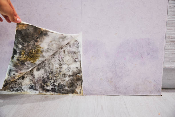 Best Fast Mold Removal  in Ama, LA